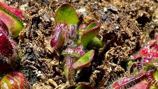 Cephalotus  Inside Look Into Cephalotus Pitchers [upl. by Won363]