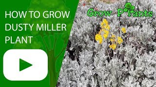 Dusty miller plant [upl. by Talley162]