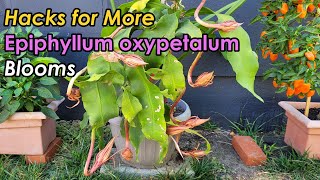 How to Get Epiphyllum oxypetalum to Bloom More Flowers Tricks to Boost Epiphyllum Blooms 昙花开爆盆的秘密 [upl. by Heater855]