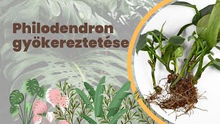 Pothos Maranta és Philodendron szaporítása átültetése  Szobanövények gyökereztetése [upl. by Angie911]