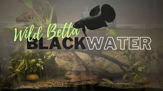 Wild Betta Blackwater Tank Setup [upl. by Bergeman]