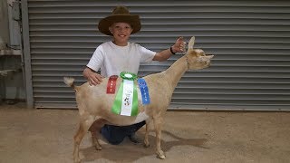 Working A Goat To Get Ready For A Goat Show [upl. by Asim]