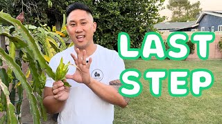 E8 How To Grow Dragon Fruit From Cutting To Fruit Final Step When To Harvest [upl. by Ahrens]