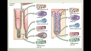 Fisiología intestinal [upl. by Anavlis]