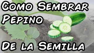 Como Sembrar Pepinos Con Exito Del Semillero Al Trasplante [upl. by Dugald]