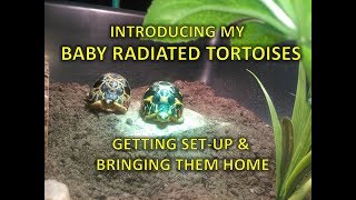 Baby radiated tortoises  setup and unboxing  happytortoises [upl. by Elias]