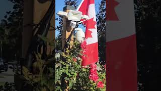 10K  🇨🇦 Walking tour of Celebrate 🎉 Canada Day 2024 walking canadaday canada [upl. by Bronson]