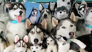 FUNNIEST Husky Compilation Video 😍 30 Minutes 🦴 [upl. by Eirelam915]