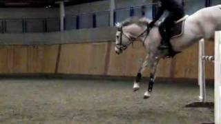 Horse Landing over 1M40 Fence Centaur Biomechanics [upl. by Marasco]