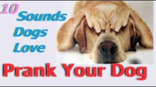 Sounds That Tilt Dogs Head  Sounds Dogs Love Most [upl. by Yro]