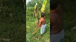 Best Techniques of Banana Tree Cutting Rural Village🙄shorts shortsfeed viral satisfying farming [upl. by Ayekehs]