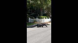 Huge Alligator Lumbers Across South Carolina Road [upl. by Skerl]