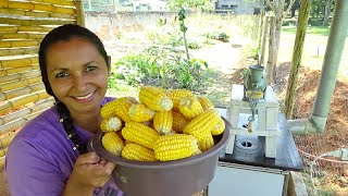 FIZ FUBÁ EM CASA COM MILHO QUE COLHI POLENTA COM RECHEIO [upl. by Rumilly]