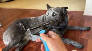 Maxpower Planet Pet Grooming Brush Double Sided Shedding Dematting Undercoat Rake for Dogs Review [upl. by Ahsienahs]