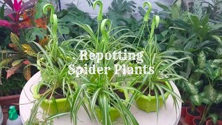 How to repot spider plant  Chlorophytum Comosum Repotting [upl. by Nodyl]