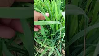 Humic acid benefits in paddy farming [upl. by Odie]