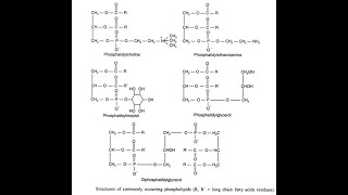 Structures of Phospholipids Phosphatidylcholine Phosphatidylethanolamine Phosphatidylserine [upl. by Ila219]