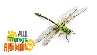 DRAGONFLY   Animals For Kids  All Things Animal TV [upl. by Mcintyre]