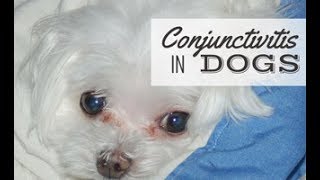 Conjunctivitis In Dogs Symptoms Causes amp Treatments [upl. by Enelram]