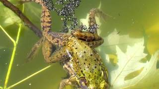 Frogs Fertilizing Eggs [upl. by Pippas]