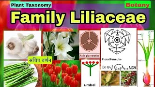 Family LiliaceaePlant taxonomy Floral Characters Floral Formula Fruits Biology LT TGT PGT [upl. by Arakawa]