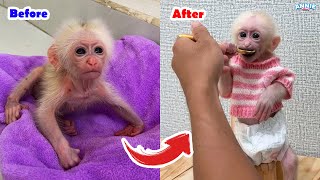 Baby monkey Annies growth process since her father adopted her [upl. by Hermes]