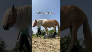 4 voetjes op het blok 🦄🦄🥰🍀 [upl. by Molli]