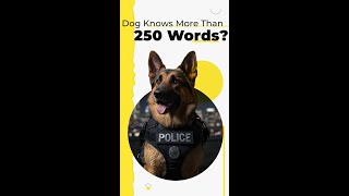 Can Dogs REALLY Learn 250 Words [upl. by Elockcin]