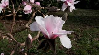 Two Magnolias comparison  Caerhays [upl. by Ahsats]