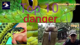 Top 10 DEADLIEST Snakes in the World [upl. by Eckmann]