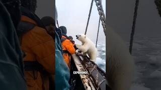 Polar Bear Island shortsvideo dailylearningfacts [upl. by Zat]