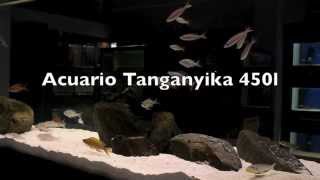 Acuario Tanganyika 450l  Exposición tienda [upl. by Mad101]