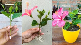 How to propagate hibiscus plant from cuttings  Hibiscus cuttings propagation [upl. by Threlkeld]