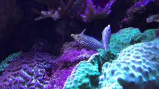 orange spotted filefish spawning [upl. by Enitsirk]