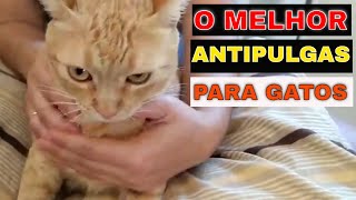 🐱Não compre ANTIPULGAS PARA GATOS antes de ver esse vídeo [upl. by Florette108]