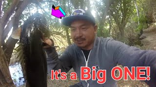 San Diego River Bfs fishing New SpotBig Bass [upl. by Nnednarb329]