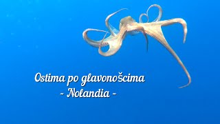 Ostima po glavonošcima 🐙 [upl. by Yenots822]