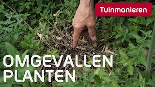 Omgevallen planten wat te doen  Tuintips  Tuinmanieren [upl. by Stclair502]