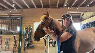 How To Properly Fit A Rope Halter On A HorsePower Horse  Volunteer Training Video [upl. by Reffinej786]