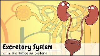 Excretory System and the Nephron [upl. by Hayifas]