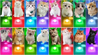 ALL CUTE CATS PT2  IMAGINE DRAGONS  WAKA WAKA  BTS  BLACKPINK  SAVAGE LOVE MAROON 5 TILES HOP [upl. by Samella]