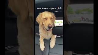 Wurdet ihr verfolgt 🚓🚴🏼‍♂️ shortsclip hund youtubeshorts goldenretriever police [upl. by Ahsiral]