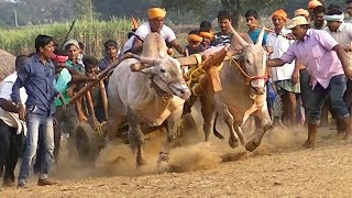 Tremendous pick up of bulls in bailgada sharyat [upl. by Llenaj]