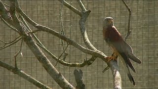 SÉRIE 44 Dans les coulisses des parcs animaliers  Zoodyssée à Chizé [upl. by Amorita]