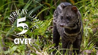 What exactly is the Civet and where is it from  AFRICAS LITTLE 5 [upl. by Assena]