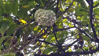 Sugar Apple Diseases  Annona Squamosa  01 [upl. by Romaine47]