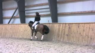 FEI pony for sale Zatarra 140cm 5 years old [upl. by Gwendolen]