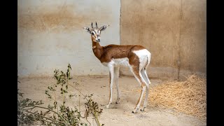 Aankomst Mhorrgazelles in GaiaZOO [upl. by Annorah437]