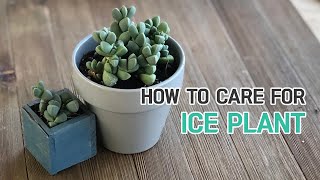 BEST TIPS  HOW TO CARE FOR ICE PLANT CORPUSCULARIA LEHMANNII [upl. by Vtarj785]