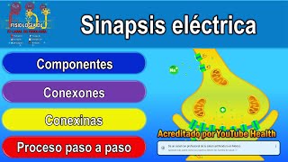 SINAPSIS ELÉCTRICA  Sinapsis neuronal  Sinapsis  Sinapsis eléctrica que es y para que sirve [upl. by Latsirk]